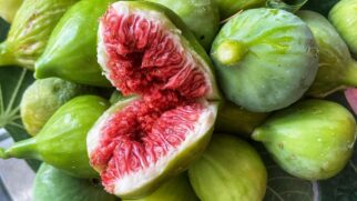 O curioso caso da planta que não é fruta e nem planta carnívora