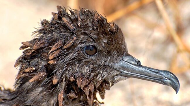 Árvore é responsável pela morte de centenas de aves no Indo-Pacífico