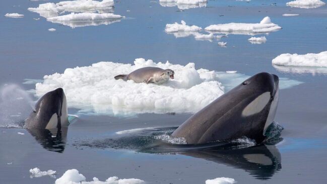 Com menos gelo, orcas chegam a áreas antes inacessíveis, alteram a dinâmica de focas e pinguins e acendem alerta sobre impactos no Ártico