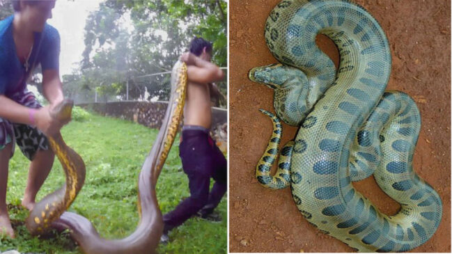 Sucuri-verde compete com pitón-reticulada tailandesa pelo título de maior do mundo