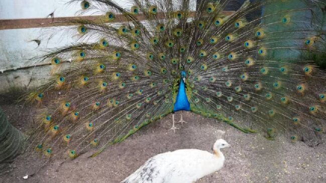 Parque no litoral paulista vira zoológico