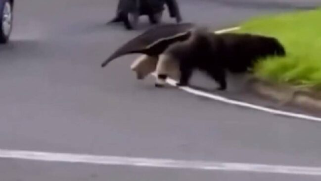 No vídeo, o tamanduá aparece caminhando calmamente pela rua até alcançar o outro lado