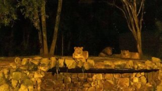 Durante a noite, as famílias poderão participar de atividades como a Noite Animal, que revela os segredos dos animais noturnos