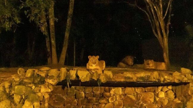 Durante a noite, as famílias poderão participar de atividades como a Noite Animal, que revela os segredos dos animais noturnos