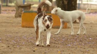 Além da adoção, o público poderá receber orientações sobre cuidados básicos e guarda responsável de animais