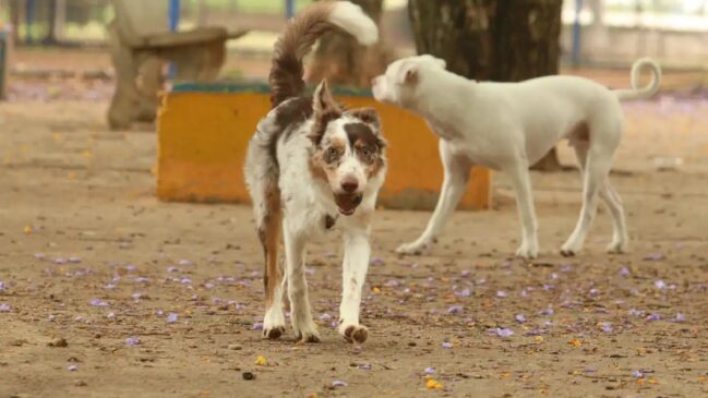 Além da adoção, o público poderá receber orientações sobre cuidados básicos e guarda responsável de animais