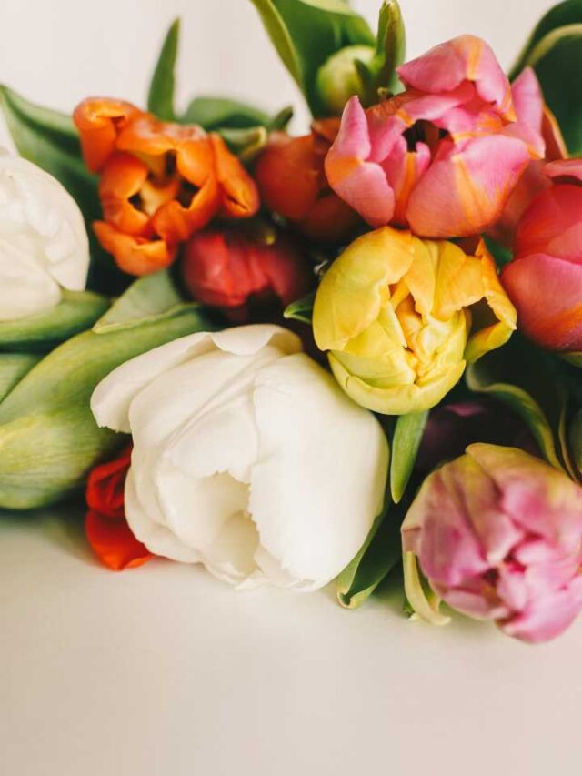 O segredo da tulipa: por que ela precisa de frio intenso para florescer