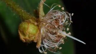 Espécie pertence à família Myrtaceae, que reúne plantas nativas como a jabuticaba