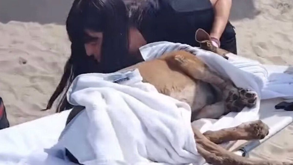 Uma cachorrinha comunitária, conhecida e querida por quem costuma passar pela Praia do Forte, foi vítima de um ato de extrema violência