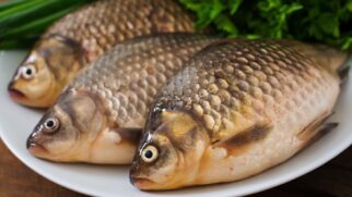 Apesar do destaque nutricional, o robalo ainda tem participação limitada na aquicultura brasileira