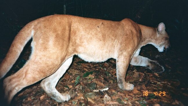 Onça-parda é o segundo maior felino das Américas; o animal da foto não é o mesmo que foi atropelado em SP