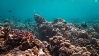 Pesquisadores alertam que mineração submarina pode prejudicar cadeia alimentar e espécies ainda desconhecidas