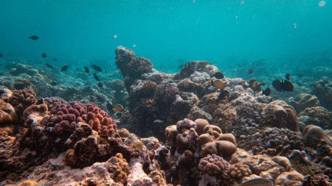 Pesquisadores alertam que mineração submarina pode prejudicar cadeia alimentar e espécies ainda desconhecidas