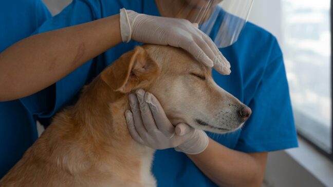 Alguns alimentos são especialmente perigosos para cães e gatos