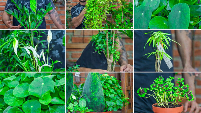 Plantas que trazem dinheiro: veja a seleção do especialista Murilo Soares
