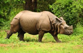 Rinoceronte-indiano (Rhinoceros unicornis) é um mamífero que pode pesar mais de 1,5 tonelada e ao contrário da maioria dos rinocerontes, ele possui um único chifre