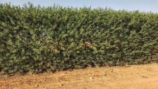 Sansão-do-campo: a cerca natural que isola ruídos e garante paz