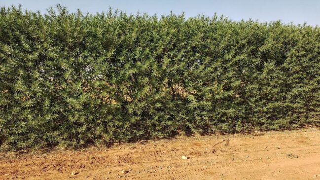 Sansão-do-campo: a cerca natural que isola ruídos e garante paz