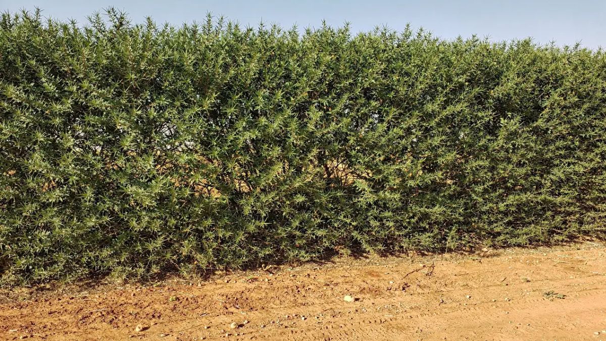 Sansão-do-campo: a cerca natural que isola ruídos e garante paz