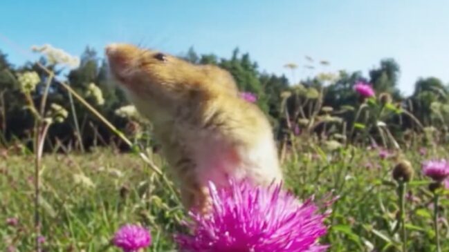 O rato-colhedor é um dos menores roedores da Europa e consegue subir em caules como se tivesse "uma mão extra". Veja o que é verdade nas imagens em flores, o que é exagero e como ele vive na natureza.