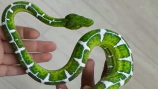 A jibóia-esmeralda é uma das cobras consideradas mais belas e raras do mundo