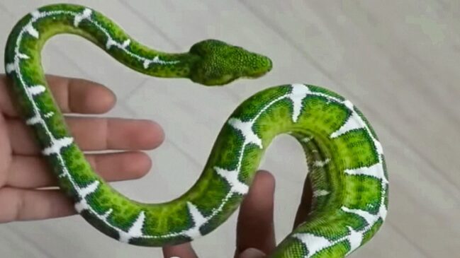 A jibóia-esmeralda é uma das cobras consideradas mais belas e raras do mundo
