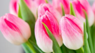Tulipa uma das flores mais lindas resistente ao frio