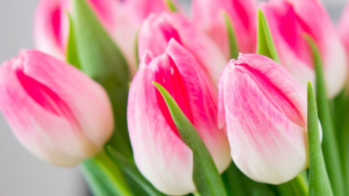 Tulipa uma das flores mais lindas resistente ao frio