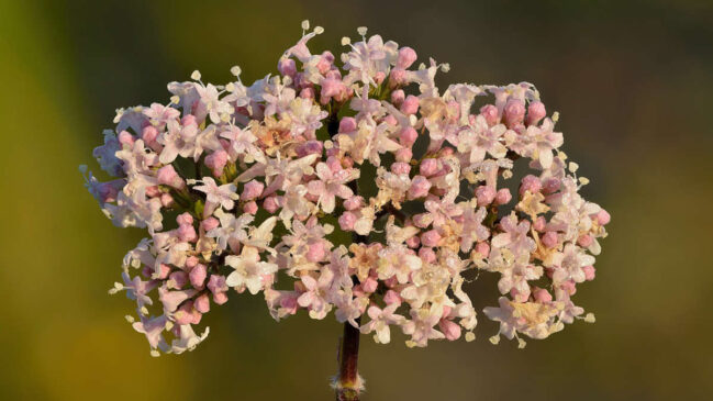 Entenda como cultivar Valeriana officinalis, planta de odor marcante e flores delicadas, e veja dicas de plantio, colheita e consumo com alertas de uso.