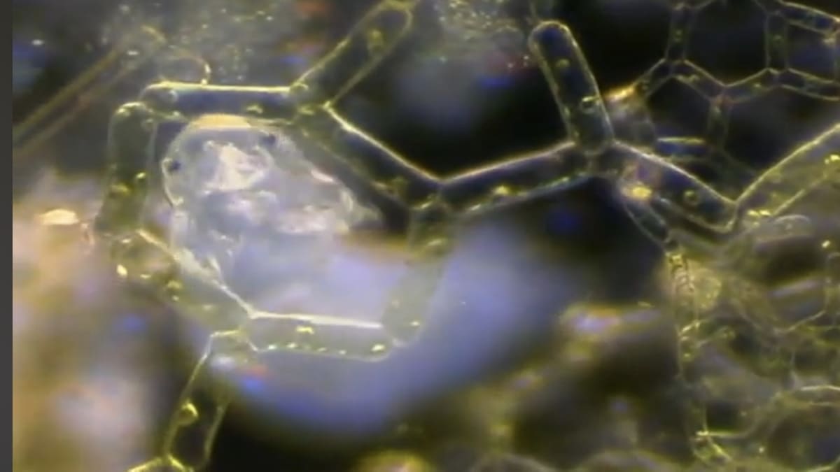 Tardígrado ampliado em microscópio eletrônico