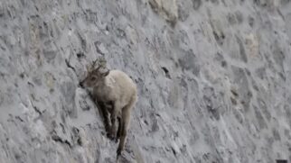 Represas viram fonte alternativa de minerais em ambientes montanhosos