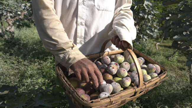 Plantação de figo roxo em propriedade rural de Valinhos
