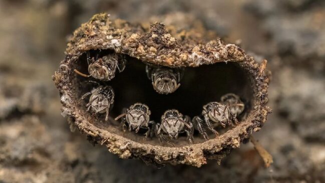 Foto vencedora do Close-Up Photographer of the Year na categoria Jovem