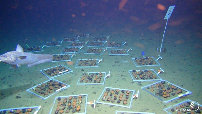 Durante o período de cinco anos, equipes científicas passaram 160 dias no mar coletando amostras antes e depois da passagem do coletor pelos sedimentos