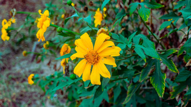A flor é bonita, mas a Titônia se espalha rápido: moradores alertam para risco à vegetação nativa e retirada só com avaliação técnica