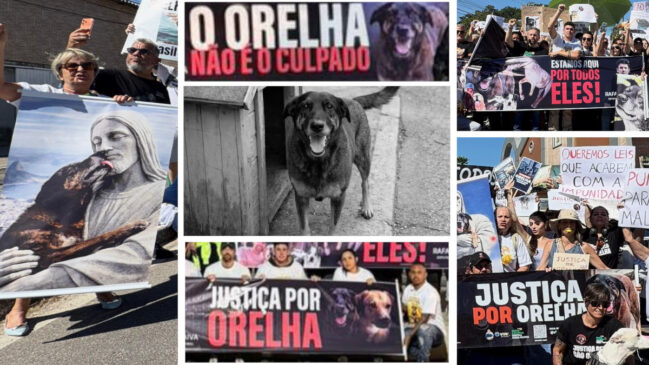 Caso do "cachorro Orelha" reacendeu o debate sobre por que o sofrimento animal comove tão rápido