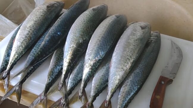 Cavalinha é considerada uma das fontes de alimento mais completas e valiosas disponíveis