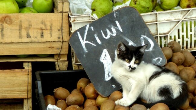 O fenômeno ganhou registro fotográfico em 2016, com o lançamento de "Gatos de la Vega", de Francisco Cabezas e Mireya Osorio.
