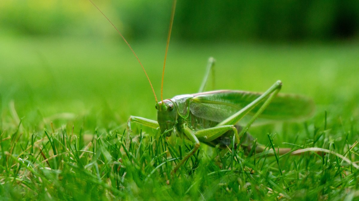 Som típico das noites pode indicar equilíbrio, sorte e até um ambiente saudável