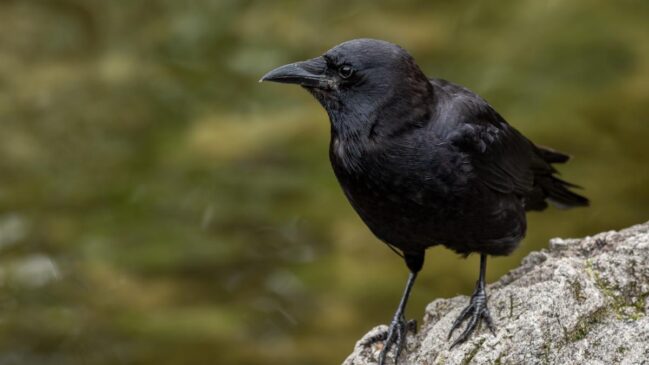 Embora o cérebro das aves seja estruturalmente diferente do dos mamíferos, os corvos provam que a inteligência pode surgir por caminhos evolutivos distintos