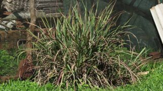 Descubra o poder nutricional das PANCs que nascem no seu jardim.