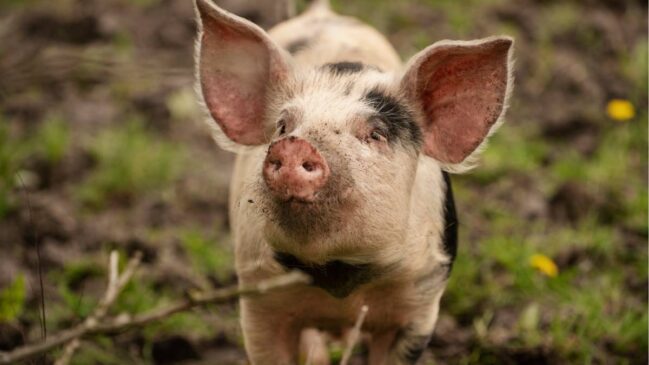 Os porcos são considerados os doadores mais promissores por uma combinação de fatores (Fotos: Freepik)