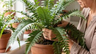 Quando você coloca essa planta perto ou acima de locais com alto nível de umidade, ela absorve o excesso de umidade do ar