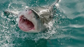 O Carcharodon carcharias, nome científico do jovem tubarão-branco encontrado, media cerca de 210 centímetros, enquanto seu peso variava entre 80 e 90 quilos