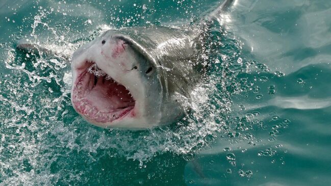 O Carcharodon carcharias, nome científico do jovem tubarão-branco encontrado, media cerca de 210 centímetros, enquanto seu peso variava entre 80 e 90 quilos