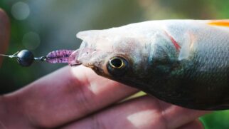 Os peixes possuem uma limitação biológica fundamental, pois a temperatura de seus corpos acompanha diretamente o calor do ambiente externo