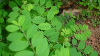 Quebra-pedra é uma planta tradicionalmente usada por comunidades de povos originários