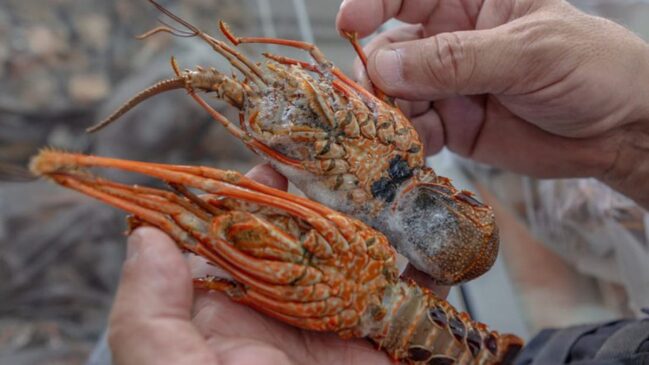 Período de defeso é a suspensão temporária da pesca para garantir a reprodução e preservação das espécies