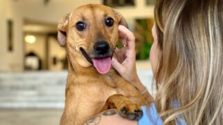 Nova lei estadual reconhece o forte laço entre tutores e animais de estimação em São Paulo