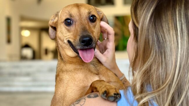 Nova lei estadual reconhece o forte laço entre tutores e animais de estimação em São Paulo